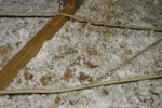 IMG_1606,  Squirrel Feces and Urine.JPG
